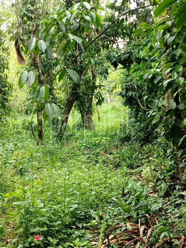 Agricultural Land for Sale in Avissawella