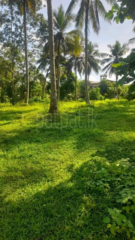Residential Land for Sale in Maggona