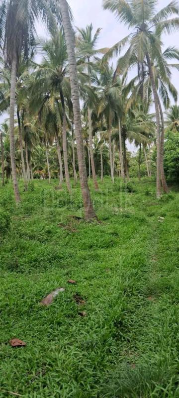 Agricultural Land for Rent in Kurunegala