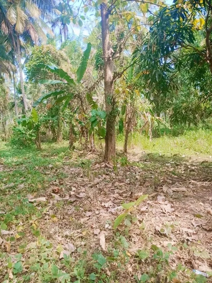 Commercial Land for Sale in Maskeliya ads-image-1