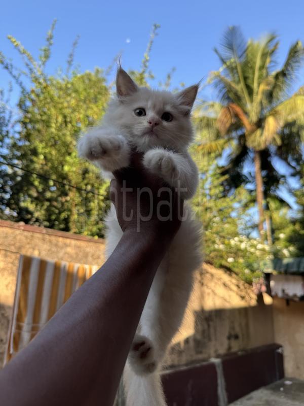 Persian cat