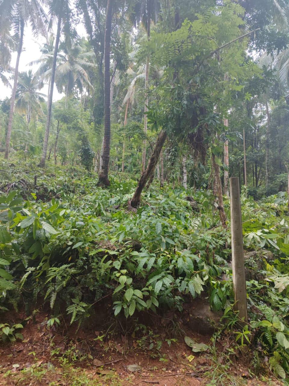 Agricultural Land for Sale in Kegalle