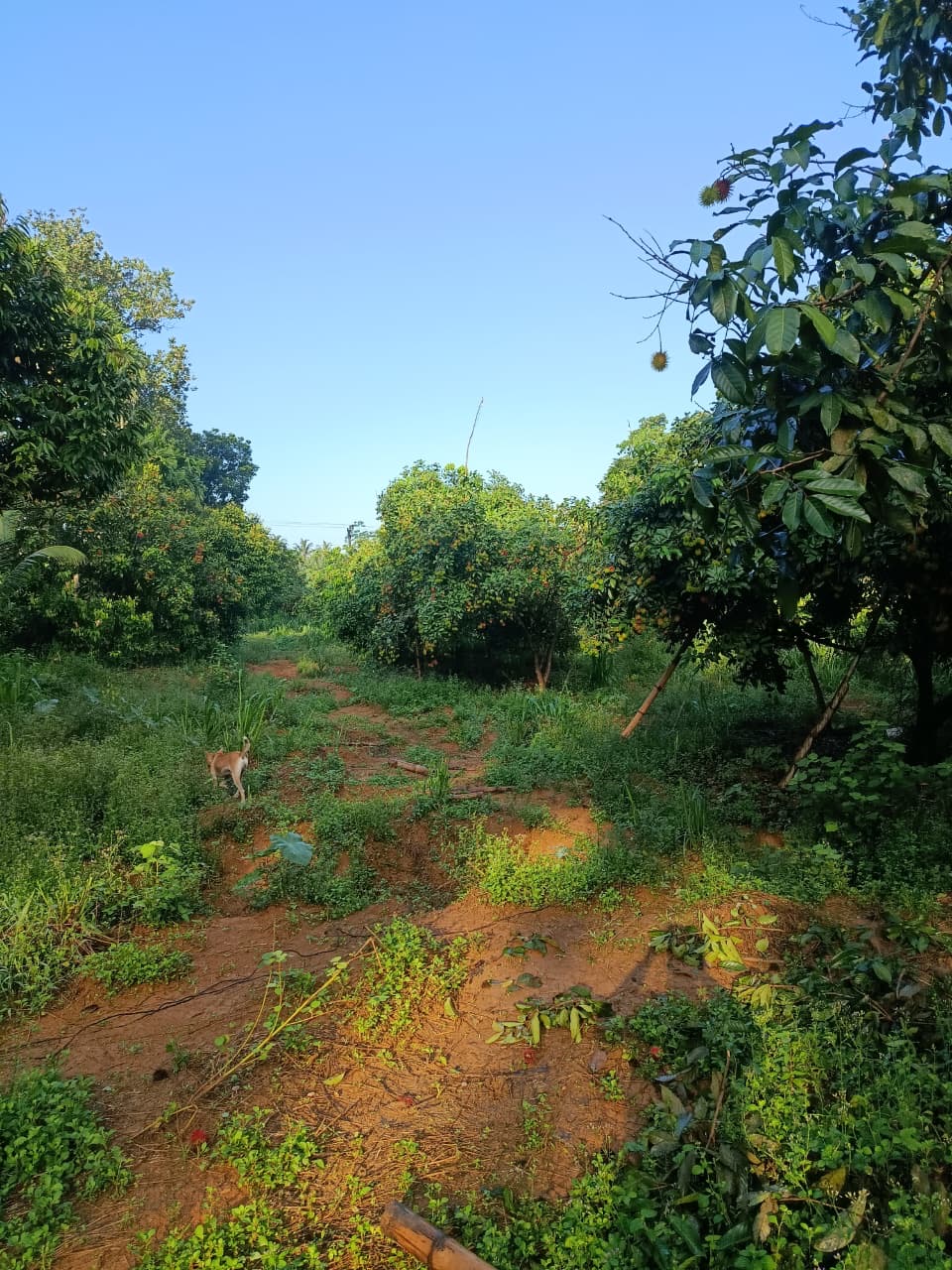 Agricultural Land for Sale in Hanwella