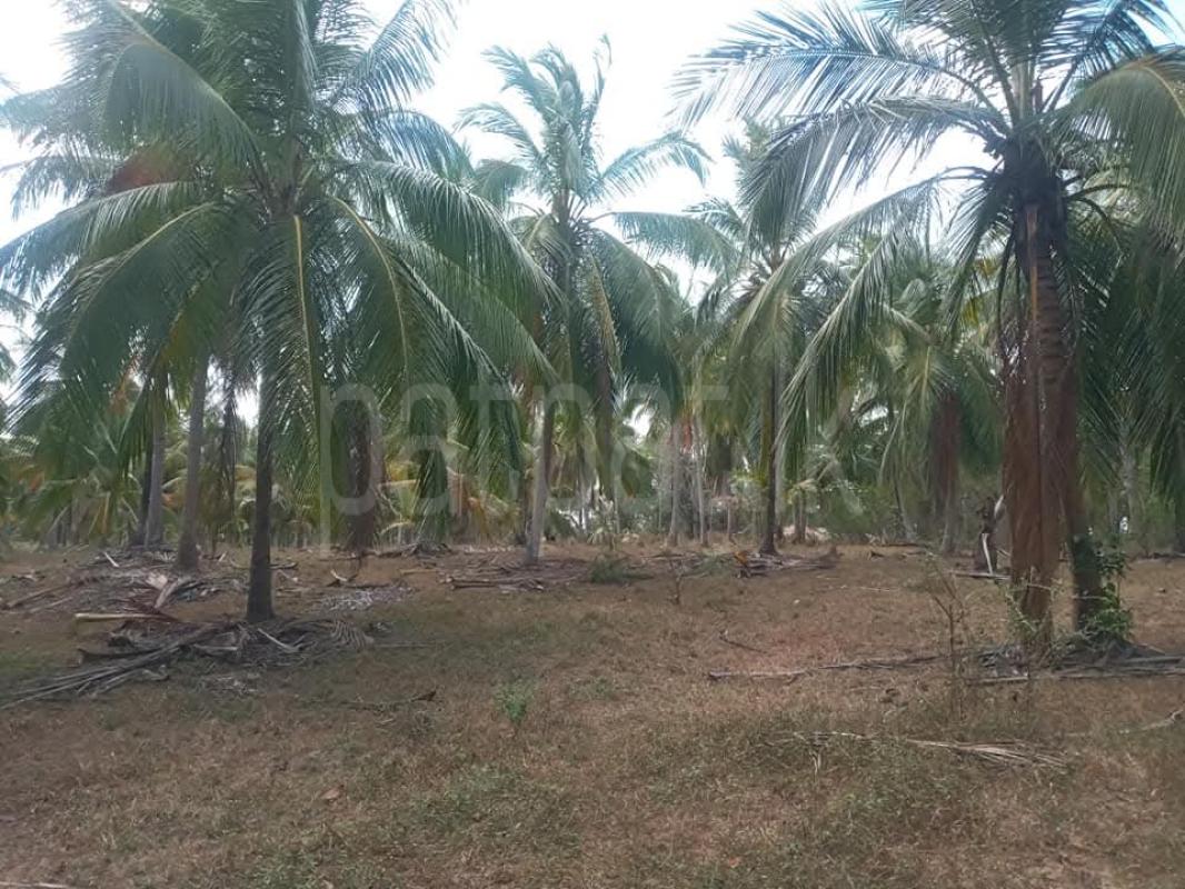 Agricultural Land for Sale in Hiripitiya
