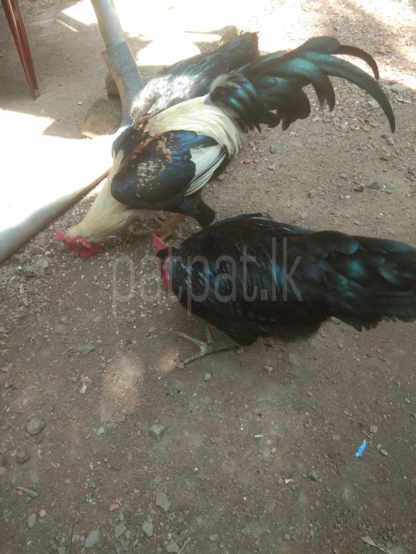 Advertisement image 5