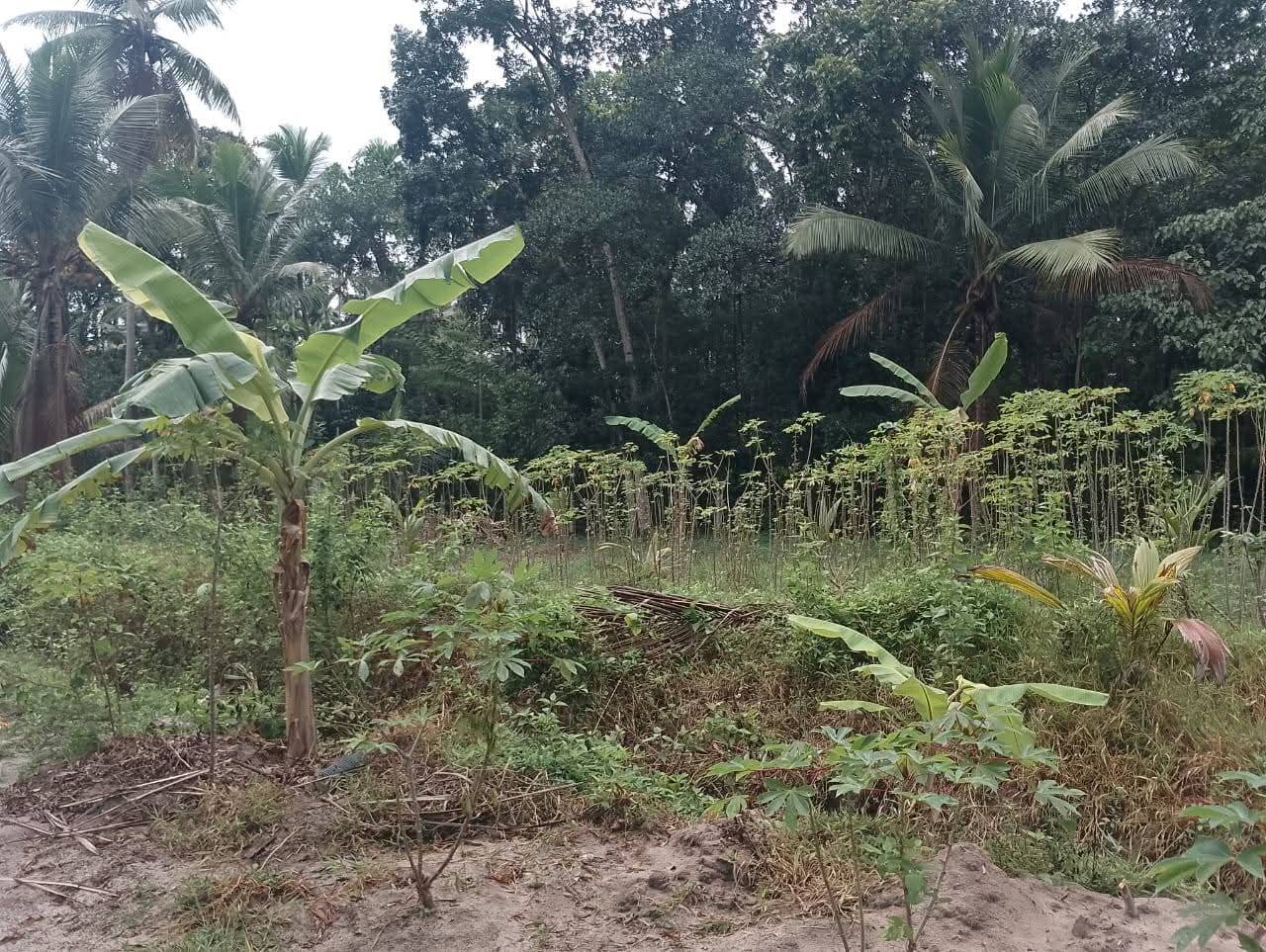 Commercial Land for Sale in Divulapitiya