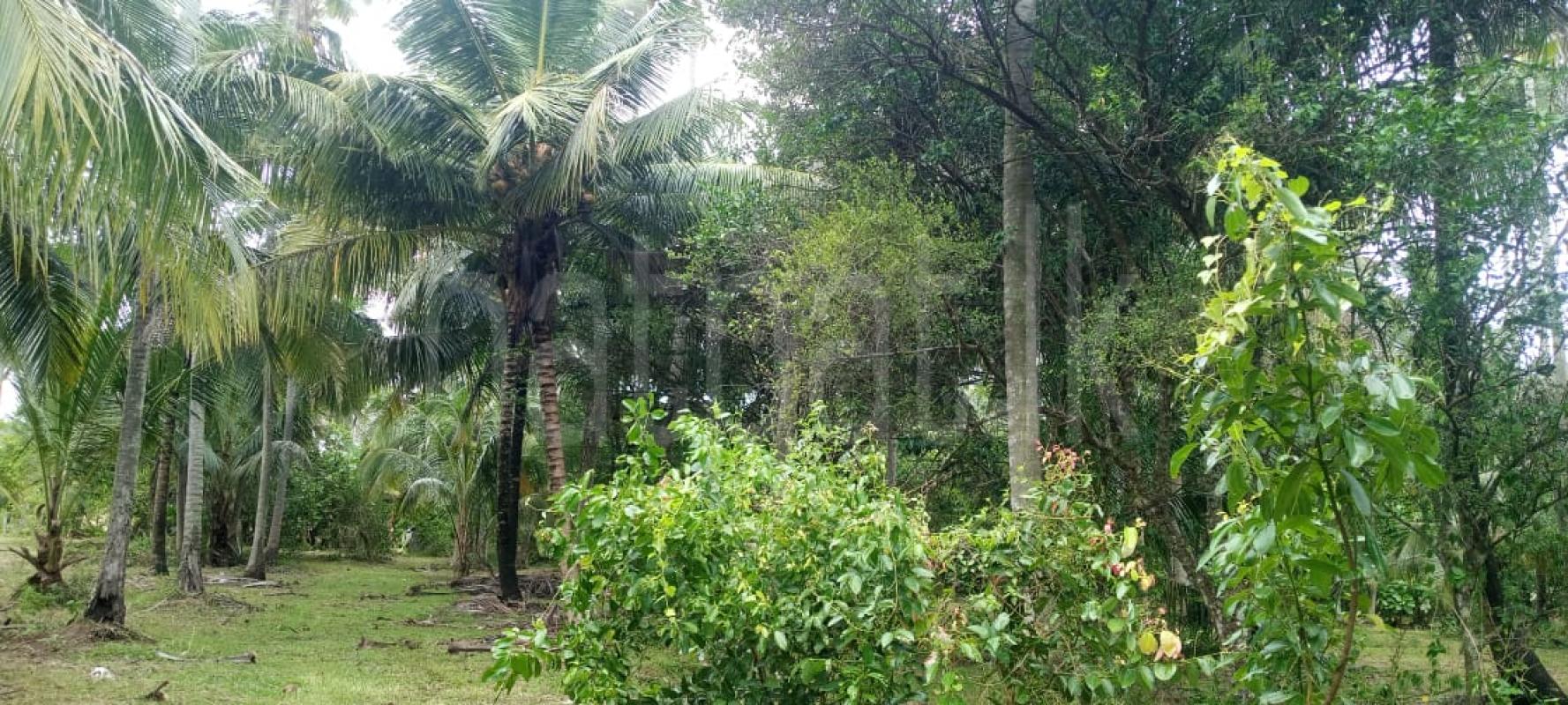 Agricultural Land for Sale in Mawathagama ads-image-1