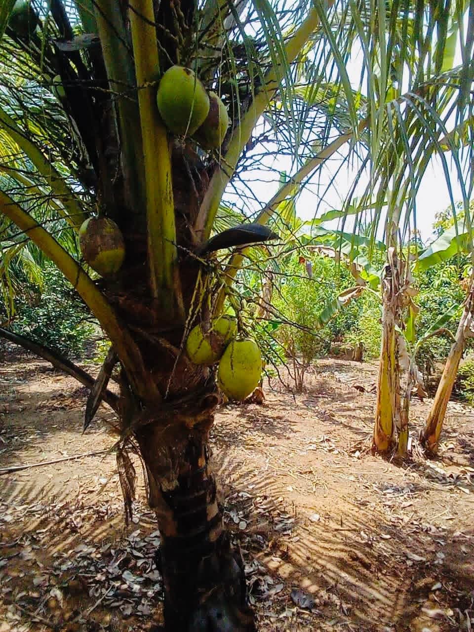 Agricultural Land for Sale in Embilipitiya