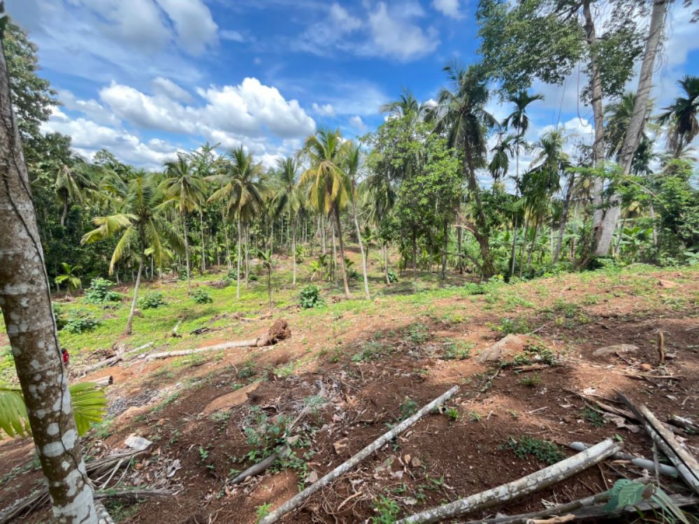 Agricultural Land for Sale in Giriulla