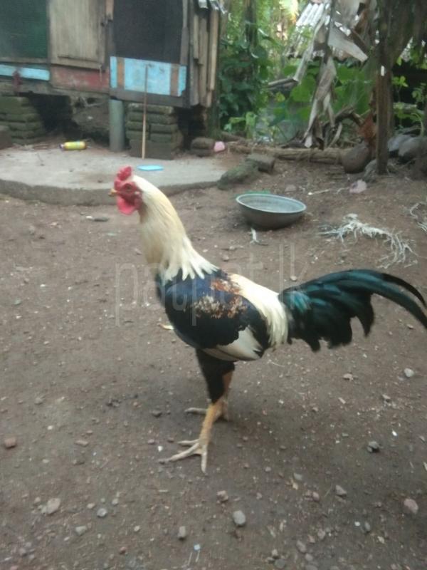 Advertisement image 2