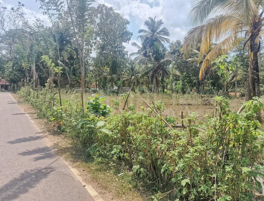 Agricultural Land for Sale in Weeraketiya