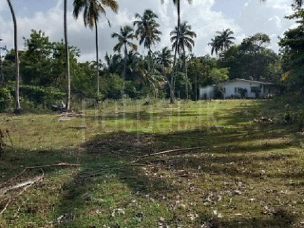 Agricultural Land for Sale in Ambalangoda ads-image-1