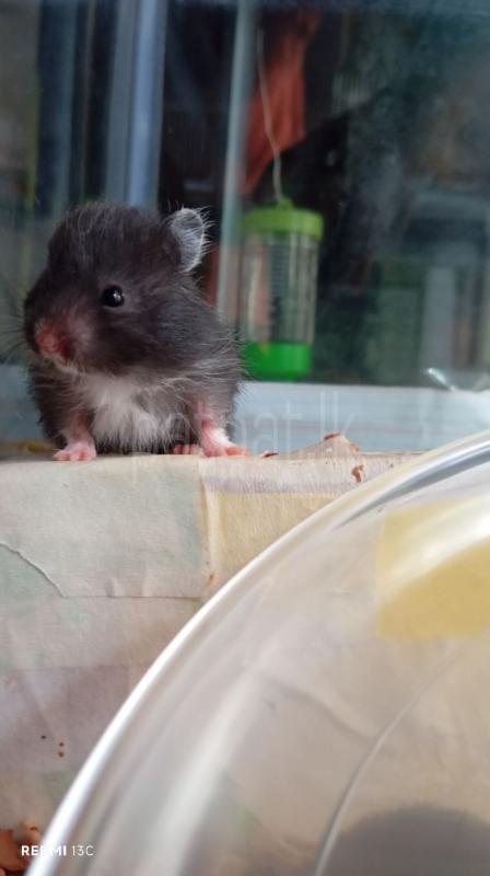 Advertisement image 5