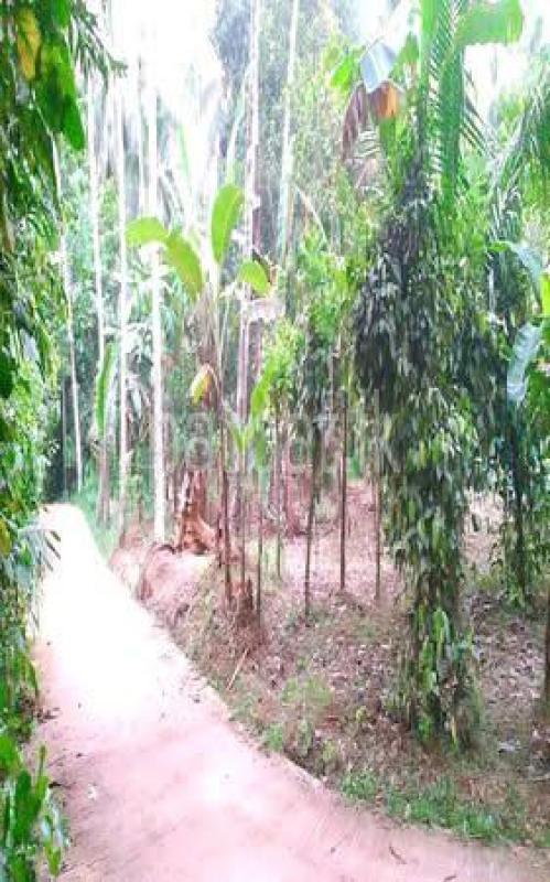 Residential Land for Sale in Nittambuwa