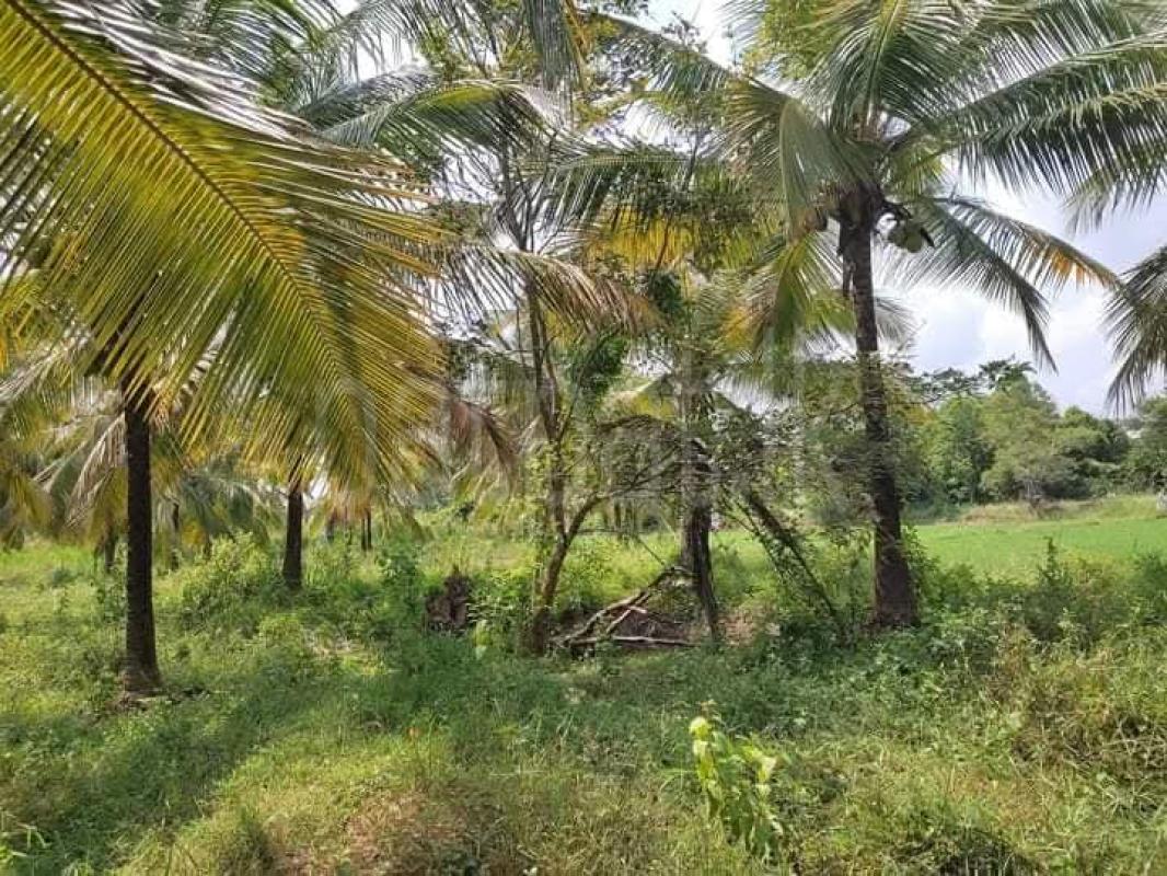 Agricultural Land for Sale in Wariyapola