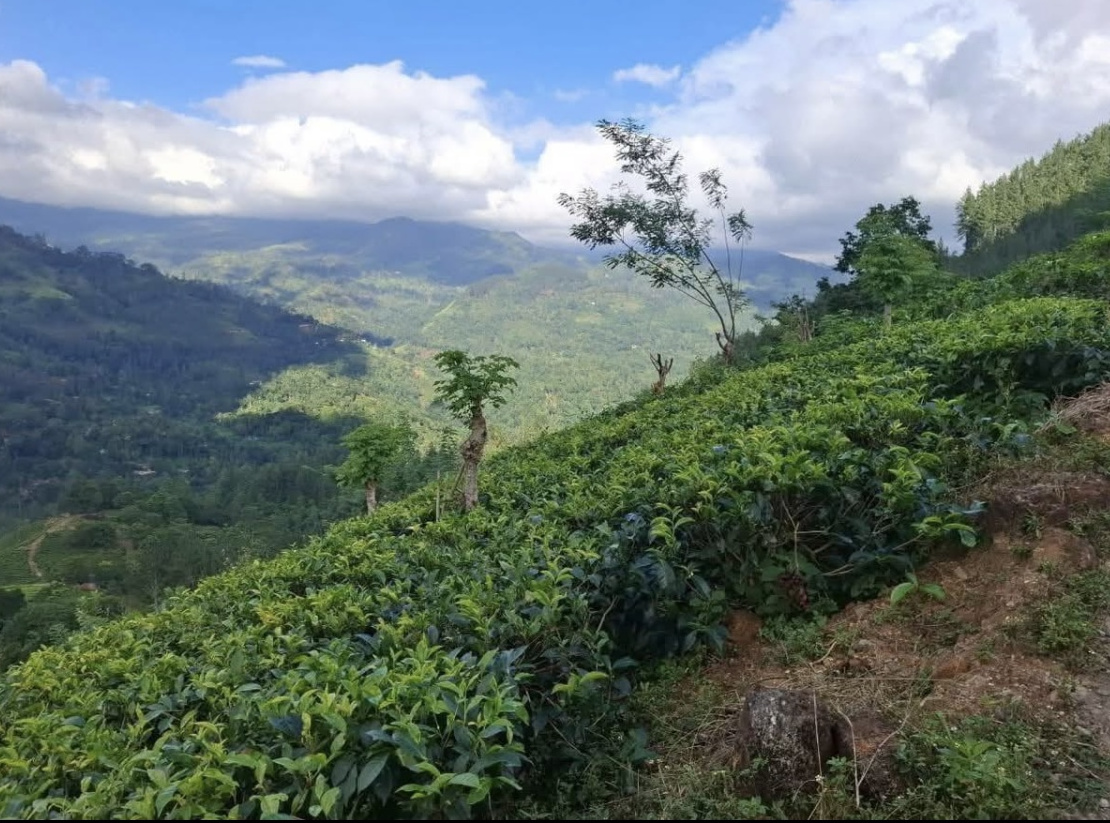 Agricultural Land for Sale in Kundasale