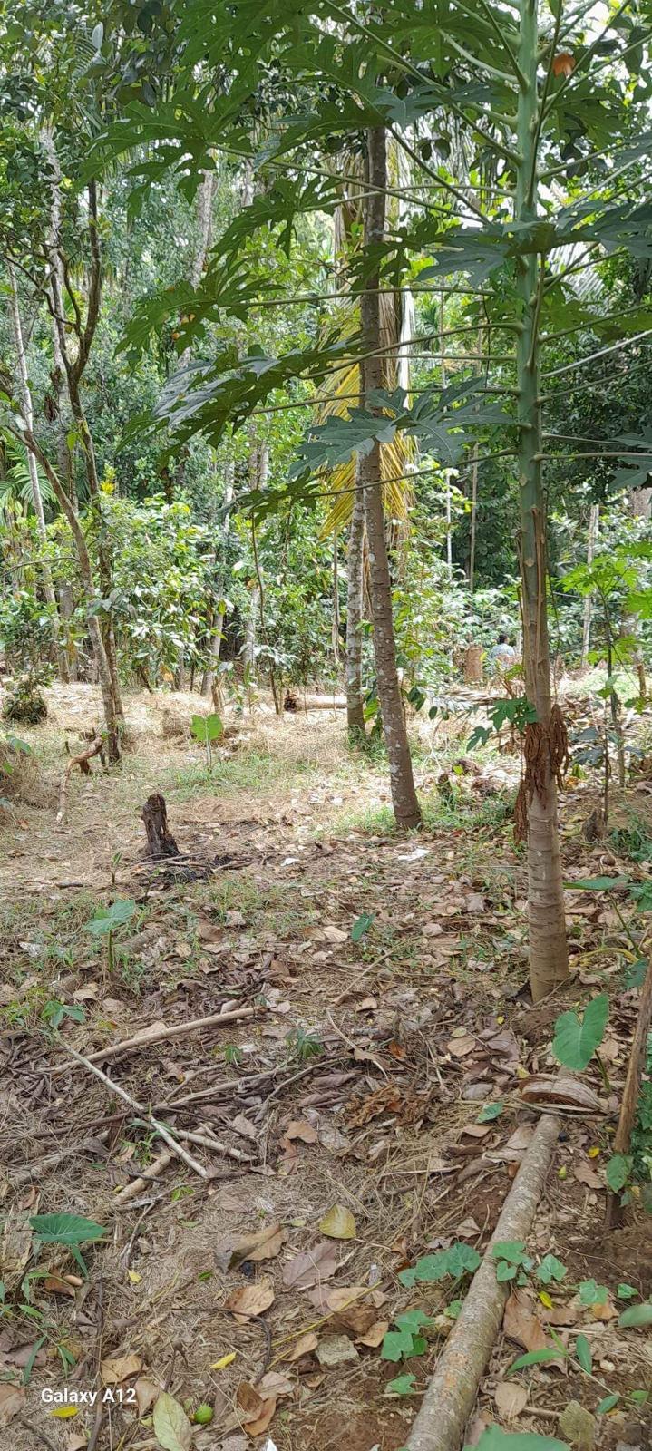 Residential Land for Sale in Digana