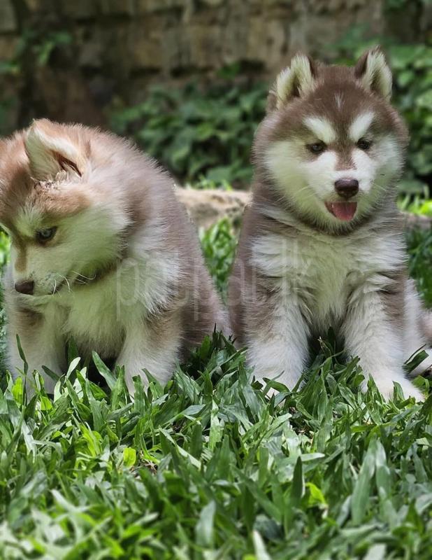 Husky