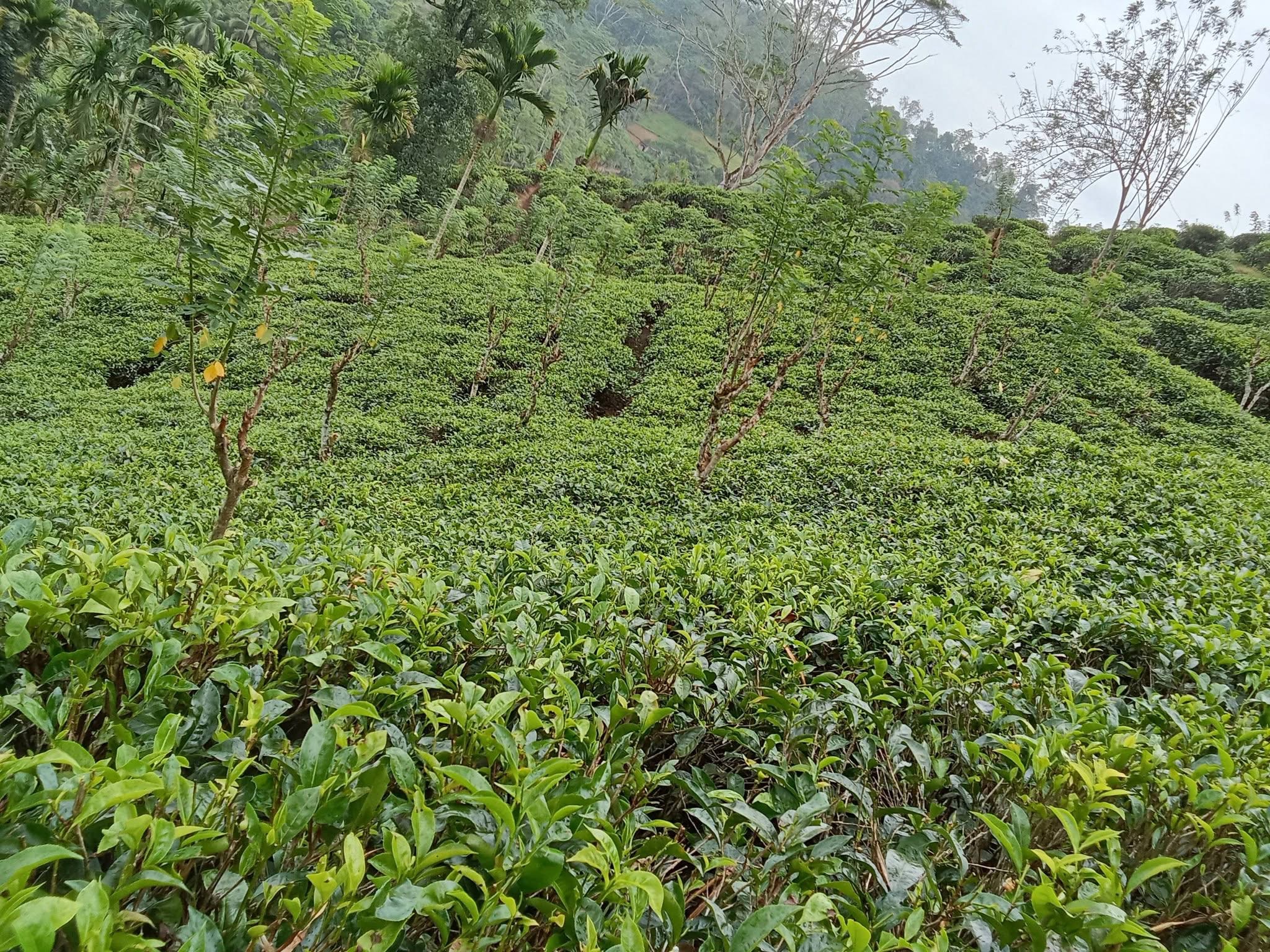 Agricultural Land for Sale in Deniyaya