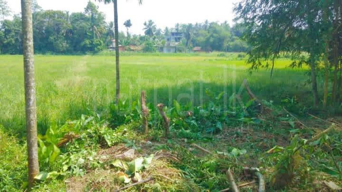 Agricultural Land for Sale in Homagama ads-image-1
