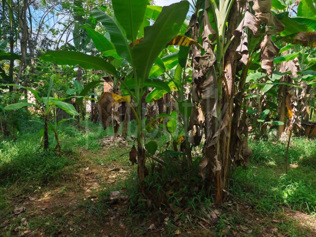 Residential Land for Sale in Mirigama