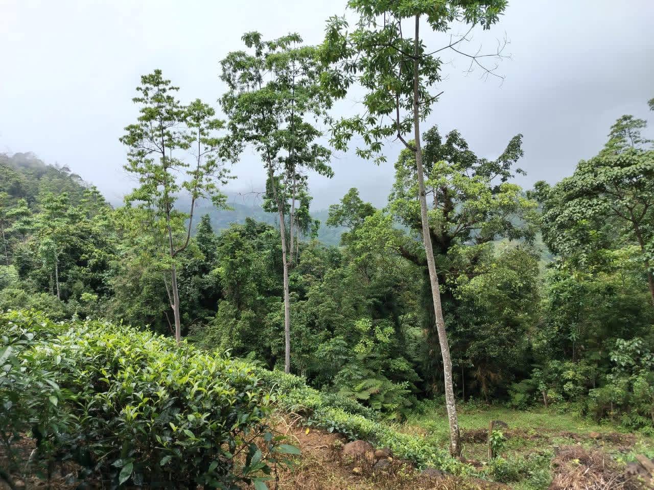 Agricultural Land for Sale in Deniyaya
