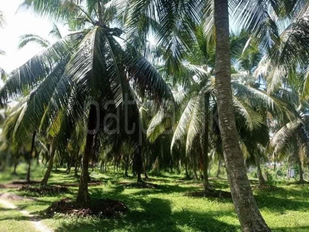 Agricultural Land for Sale in Madurankuliya