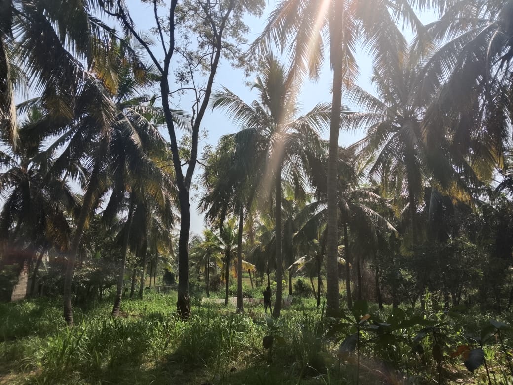Residential Land for Sale in Maho
