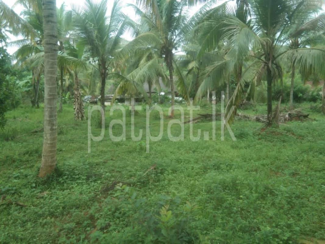 Agricultural Land for Sale in Pannala