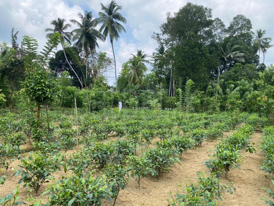 Commercial Land for Sale in Baddegama ads-image-1