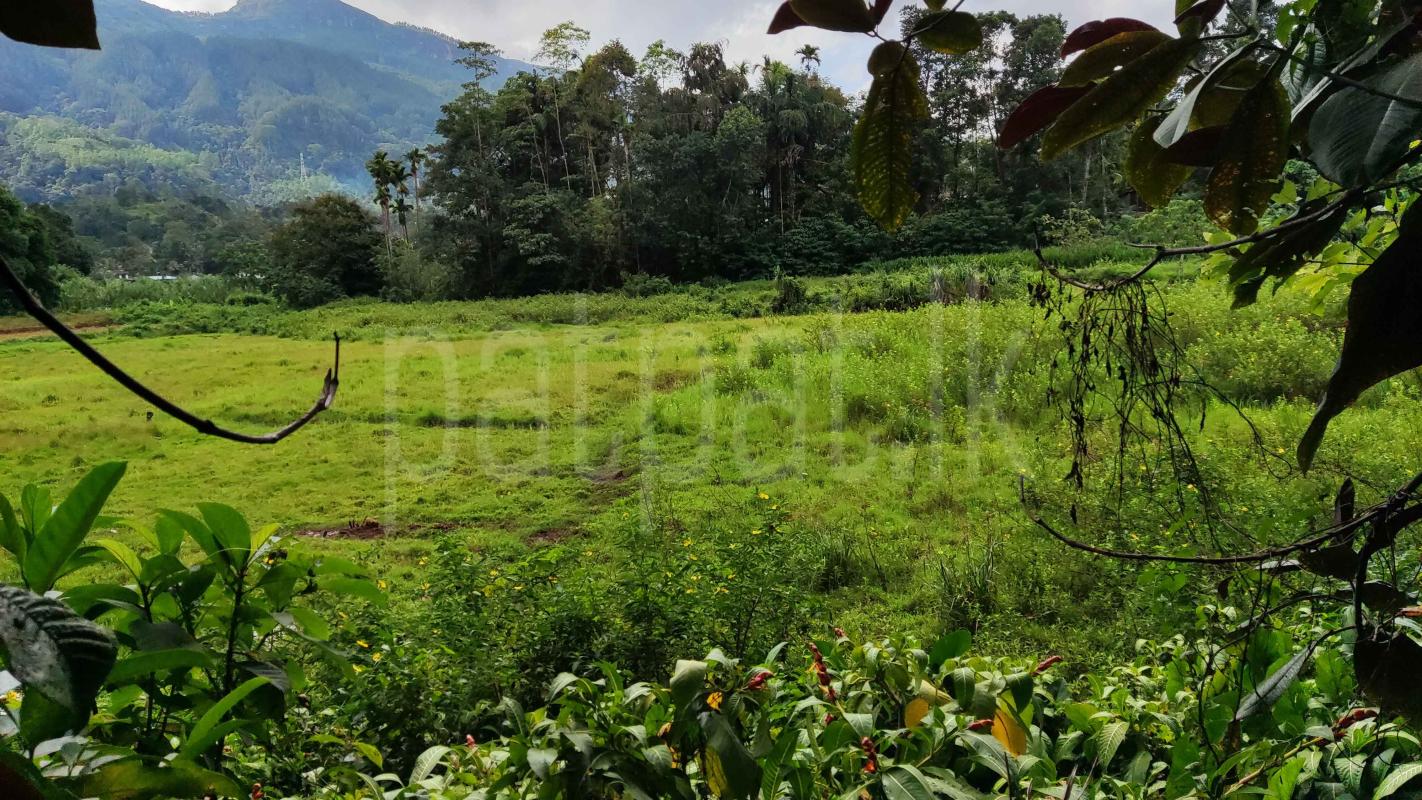 Agricultural Land for Sale in Embilipitiya ads-image-1