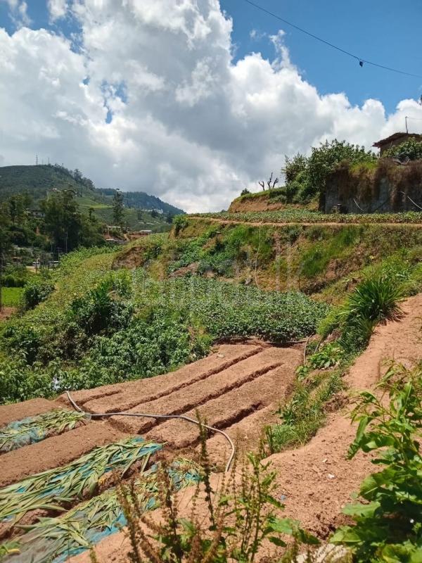 Agricultural Land for Sale in Nuwara Eliya