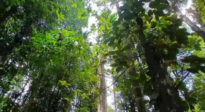 Agricultural Land for Sale in Pujapitiya