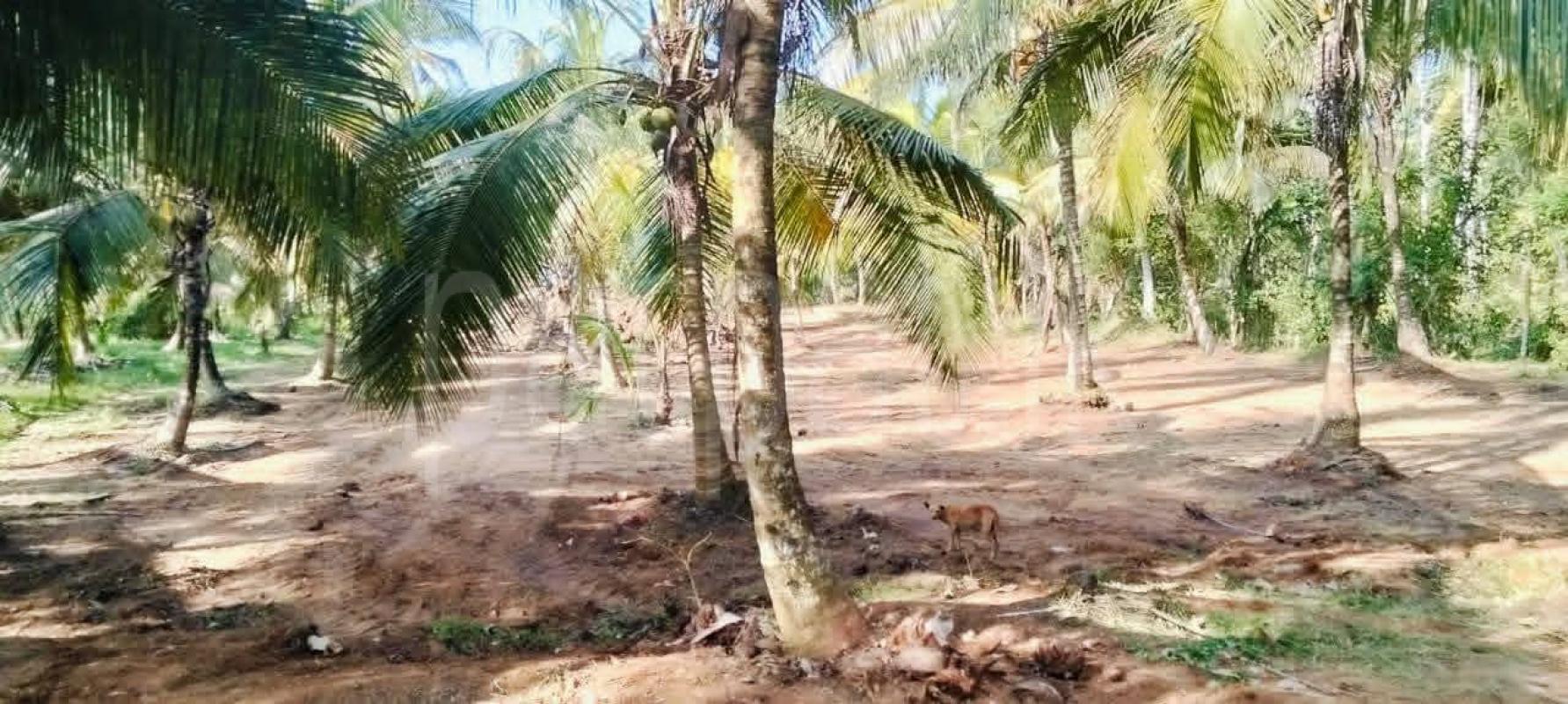 Agricultural Land for Sale in Kuliyapitiya