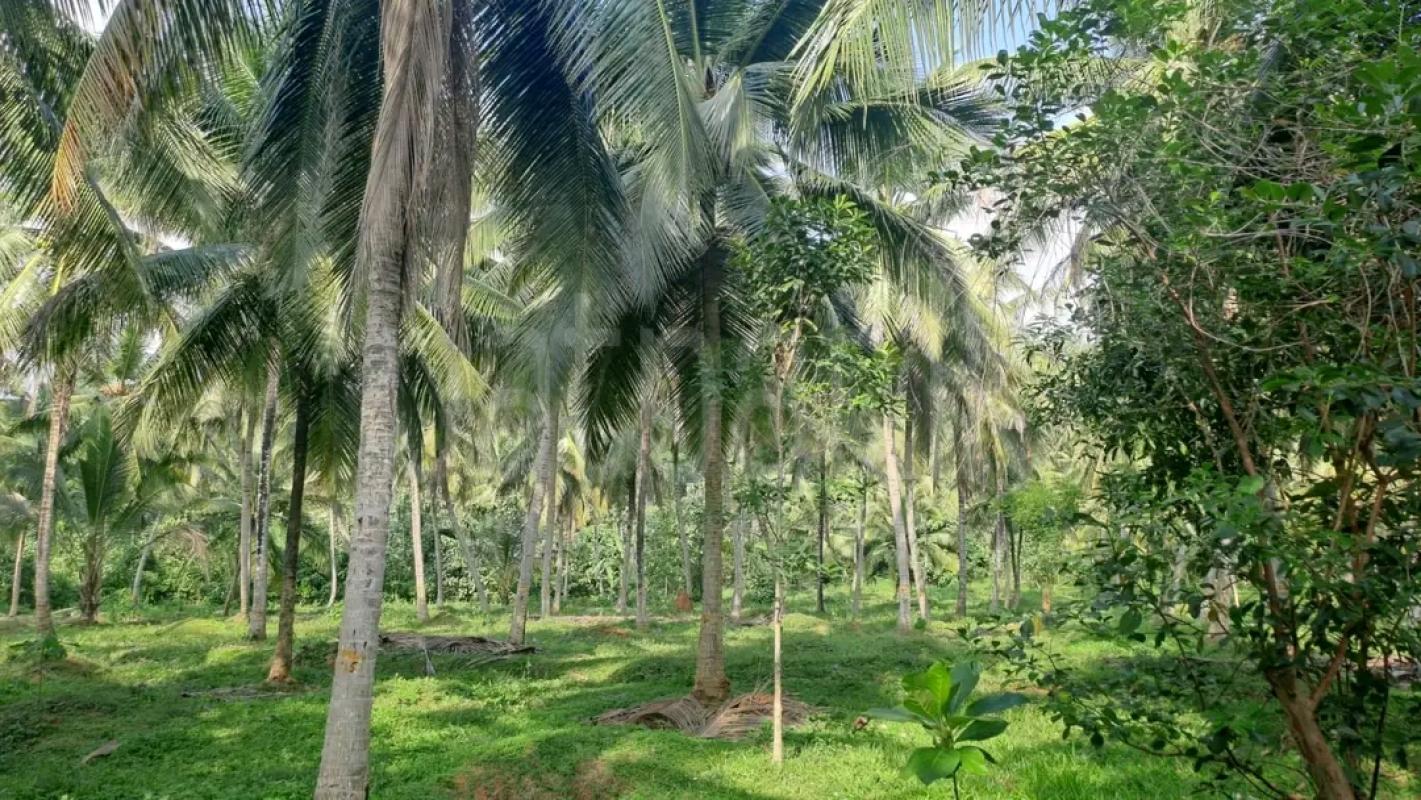 Agricultural Land for Sale in Ekala