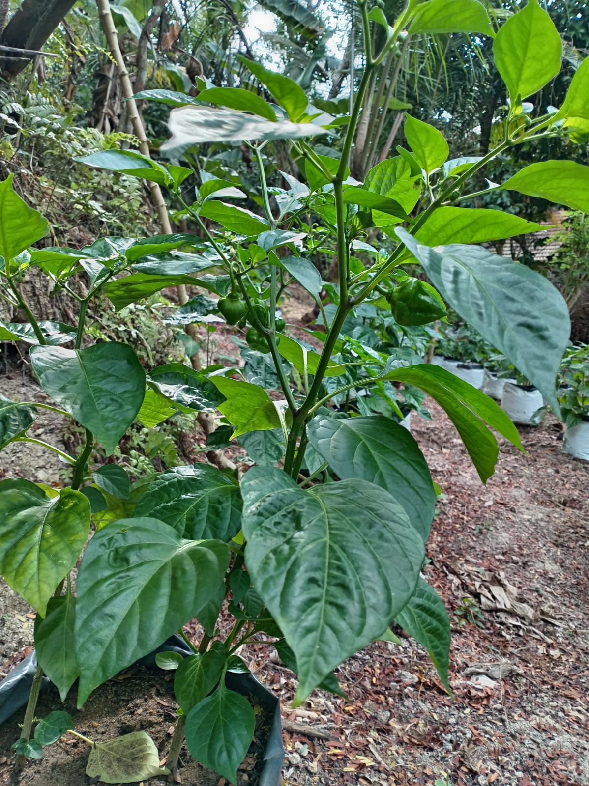 dark green scotch bonnet plants