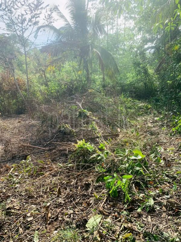 Agricultural Land for Sale in Mirigama ads-image-1