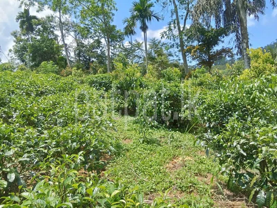 Agricultural Land for Sale in Deniyaya