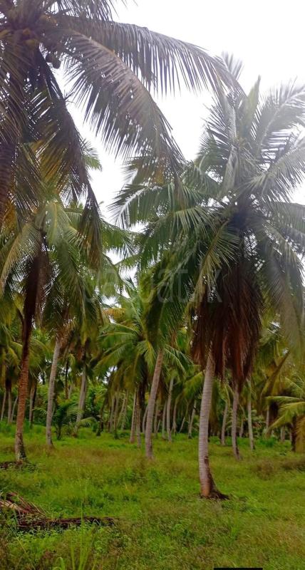 Agricultural Land for Sale in Bangadeniya