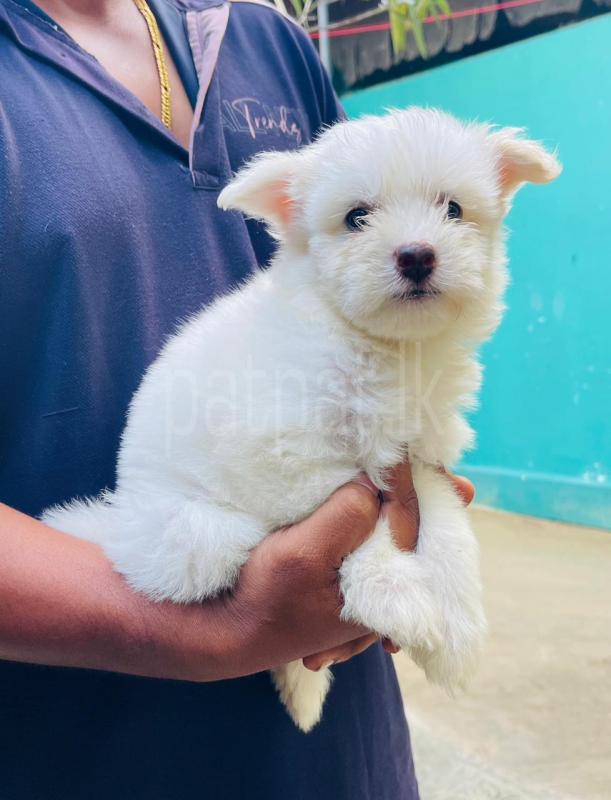 Advertisement image 6