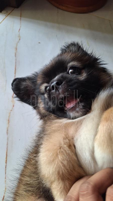 Shih tzu ads-image-1