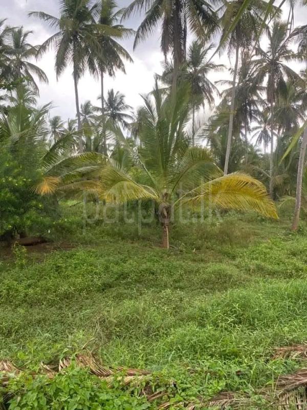 Residential Land for Sale in Melsiripura