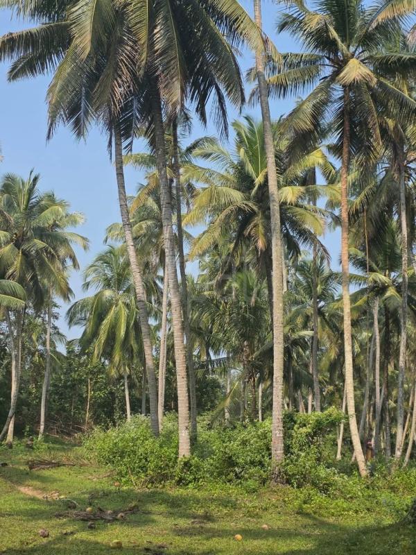 Agricultural Land for Sale in Katupota