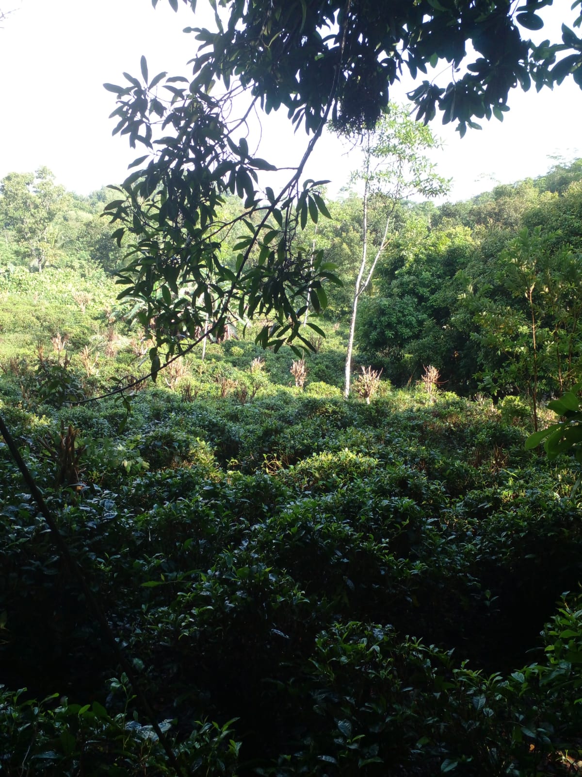 Agricultural Land for Sale in Welipenna
