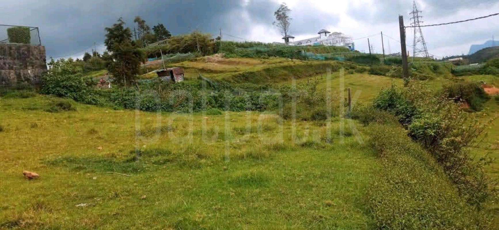Agricultural Land for Sale in Ambewela ads-image-1