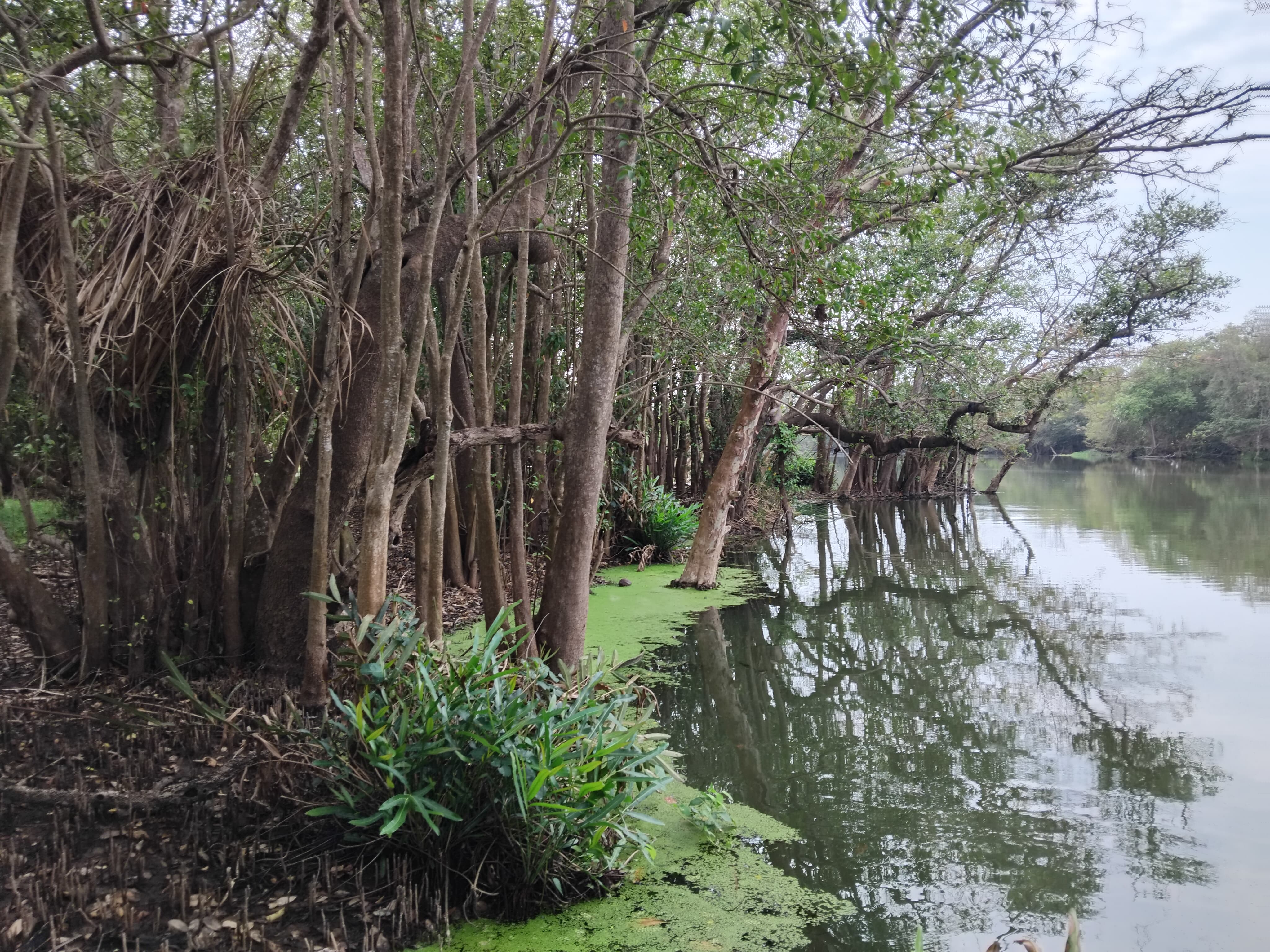 Commercial Land for Sale in Puttalam