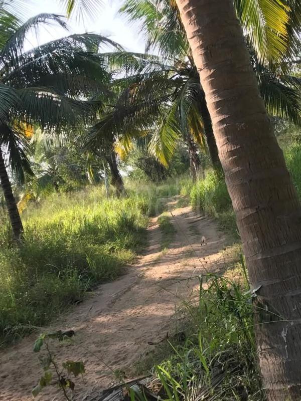 Agricultural Land for Sale in Puttalam
