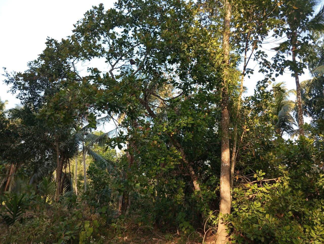 Agricultural Land for Sale in Badalgama