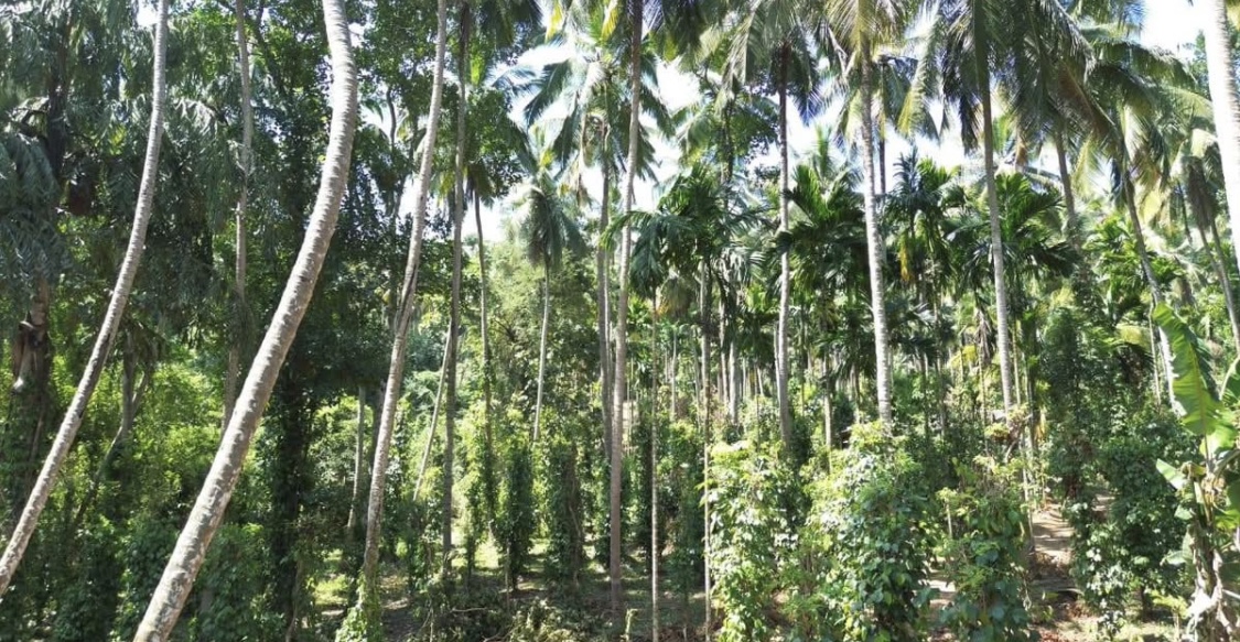 Agricultural Land for Sale in Kundasale