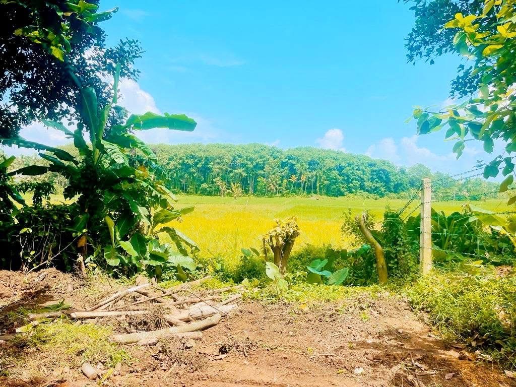 Agricultural Land for Sale in Panadura